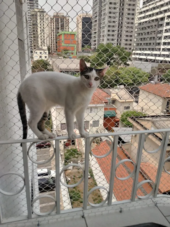 Gato raça SRD-ViraLata idade 1 ano nome Max