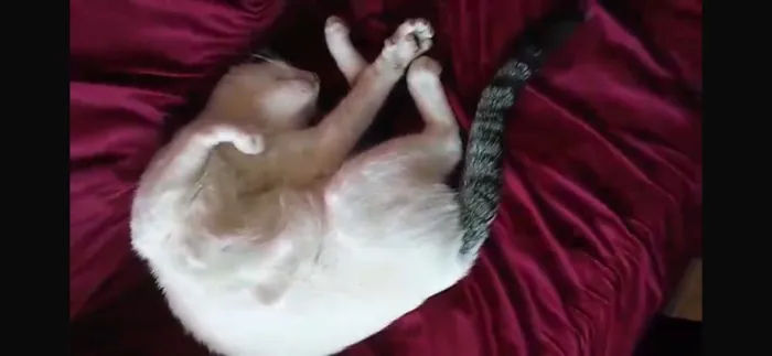 Gato raça SRD-ViraLata idade 1 ano nome Max