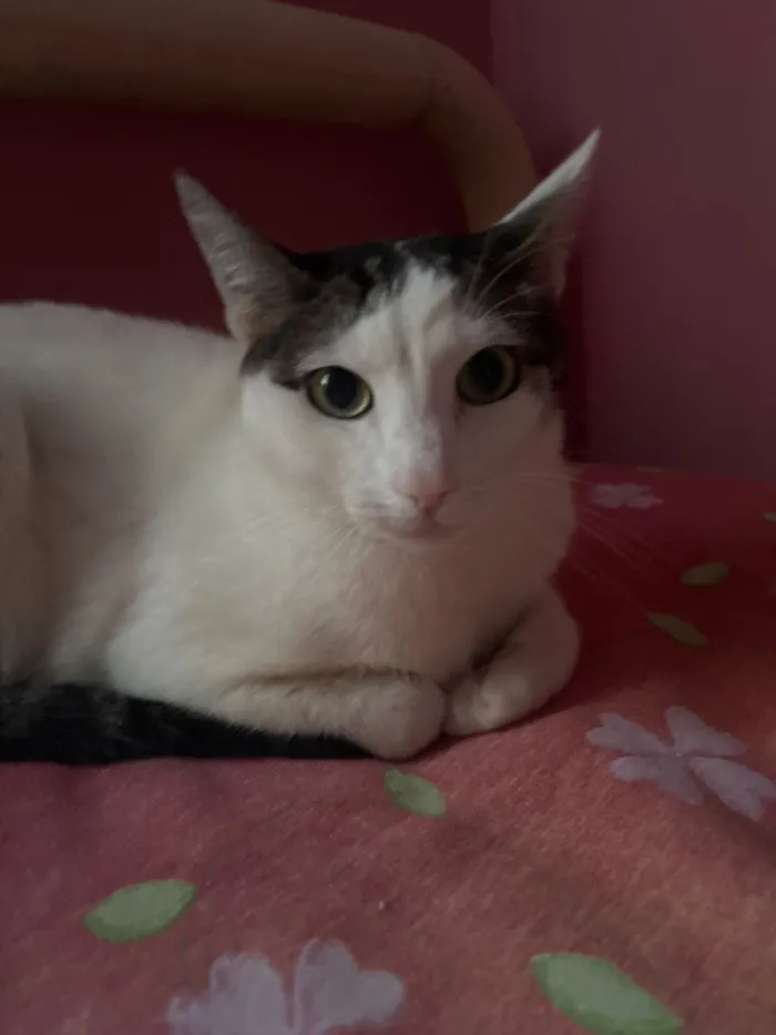 Gato raça SRD-ViraLata idade 1 ano nome Max