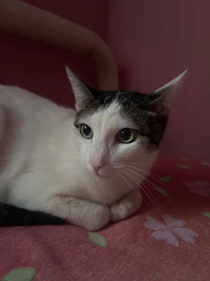 Gato raça SRD-ViraLata idade 1 ano nome Max