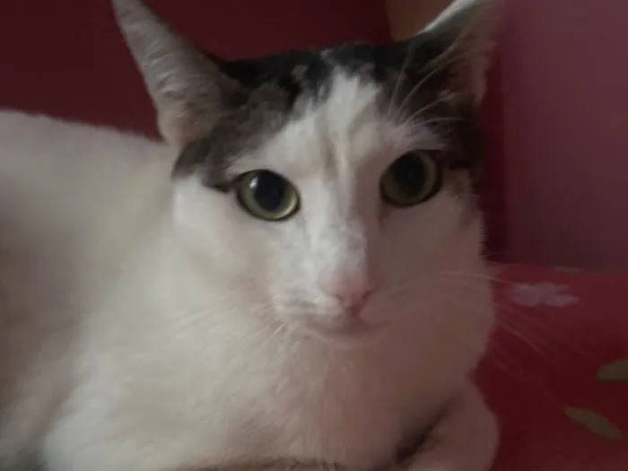Gato raça SRD-ViraLata idade 1 ano nome Max
