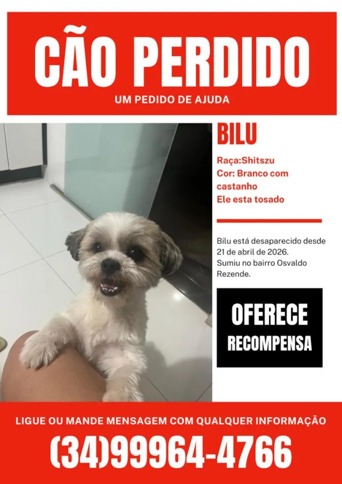 Cachorro raça Shitzu idade 6 ou mais anos nome Bilu