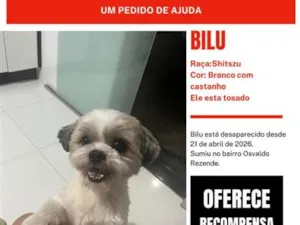 Cachorro raça Shitzu idade 6 ou mais anos nome Bilu