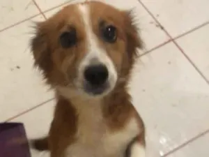 Cachorro raça SRD-ViraLata idade 1 ano nome Cacau