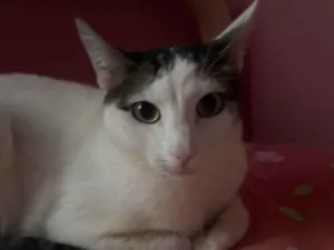 Gato raça SRD-ViraLata idade 1 ano nome Max