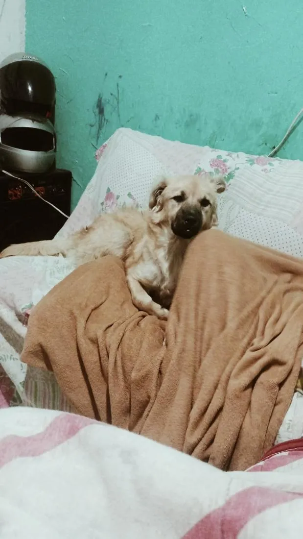 Cachorro raça Dogue Alemão idade 1 ano nome Skaey