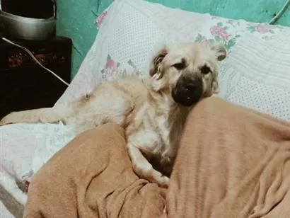 Cachorro raça Dogue Alemão idade 1 ano nome Skaey
