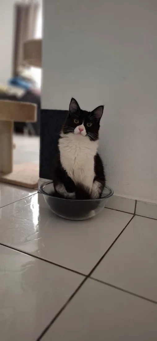 Gato raça SRD-ViraLata idade 7 a 11 meses nome Aurora