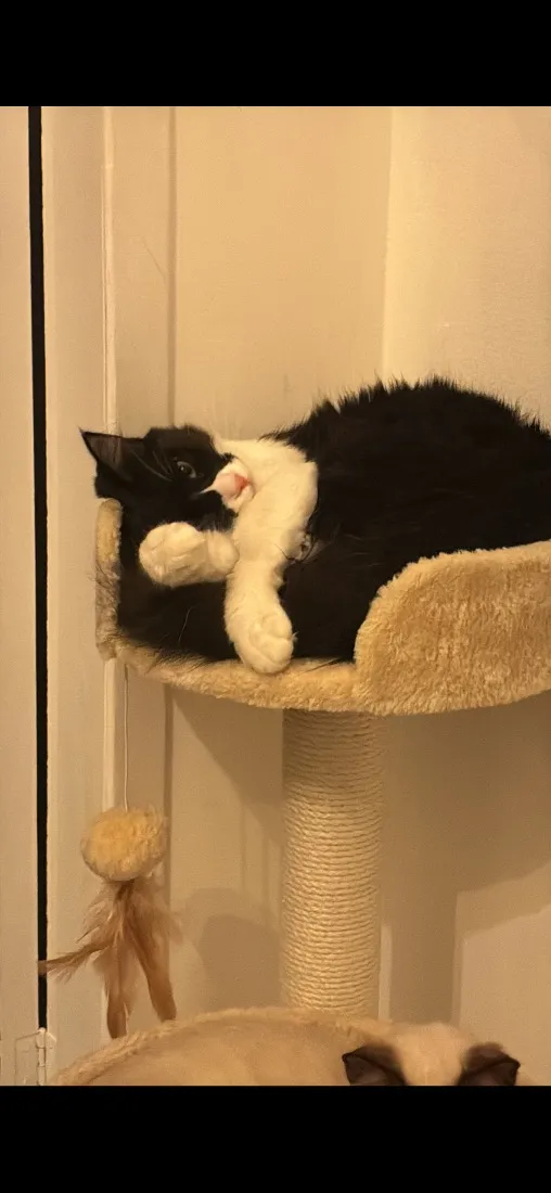 Gato raça SRD-ViraLata idade 7 a 11 meses nome Aurora