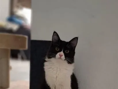 Gato raça SRD-ViraLata idade 7 a 11 meses nome Aurora