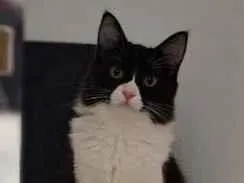 Gato raça SRD-ViraLata idade 7 a 11 meses nome Aurora