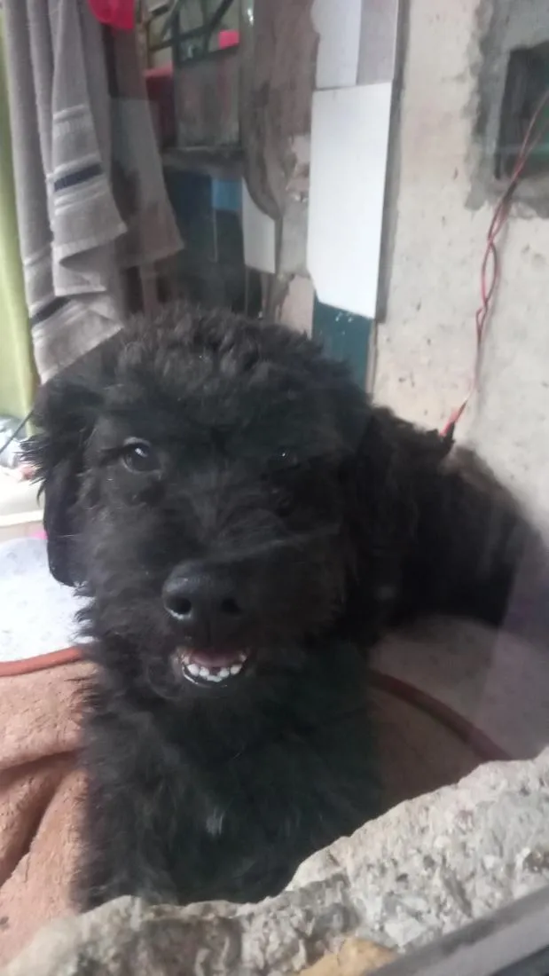 Cachorro raça SRD-ViraLata idade 6 ou mais anos nome Cookie