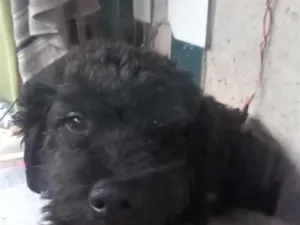 Cachorro raça SRD-ViraLata idade 6 ou mais anos nome Cookie