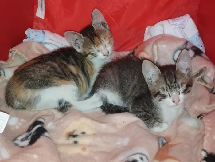 Gato raça SRD-ViraLata idade 2 a 6 meses nome sara  e Ramon 