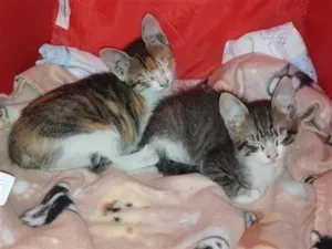 Gato raça SRD-ViraLata idade 2 a 6 meses nome sara  e Ramon 