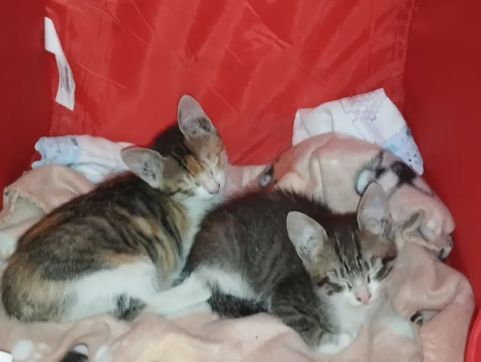 Gato raça SRD-ViraLata idade 2 a 6 meses nome sara  e Ramon 