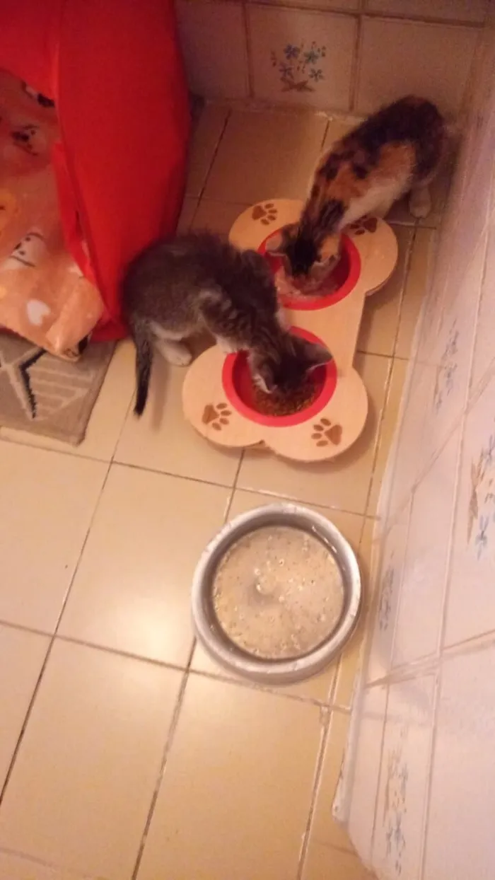 Gato raça SRD-ViraLata idade 2 a 6 meses nome sara  e Ramon 