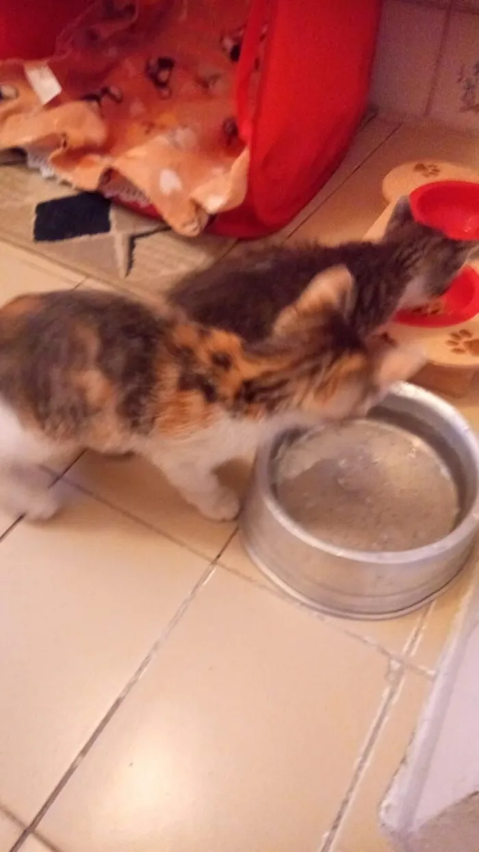 Gato raça SRD-ViraLata idade 2 a 6 meses nome sara  e Ramon 