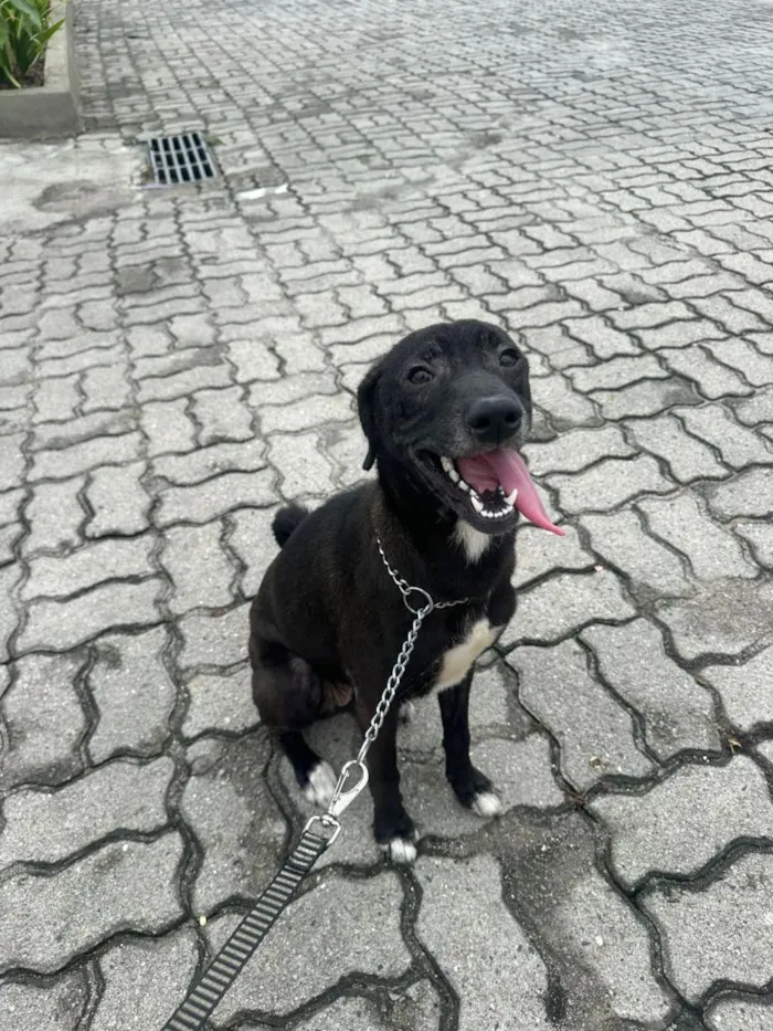 Cachorro raça SRD-ViraLata idade 7 a 11 meses nome Ravena