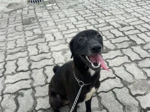 Cachorro raça SRD-ViraLata idade 7 a 11 meses nome Ravena