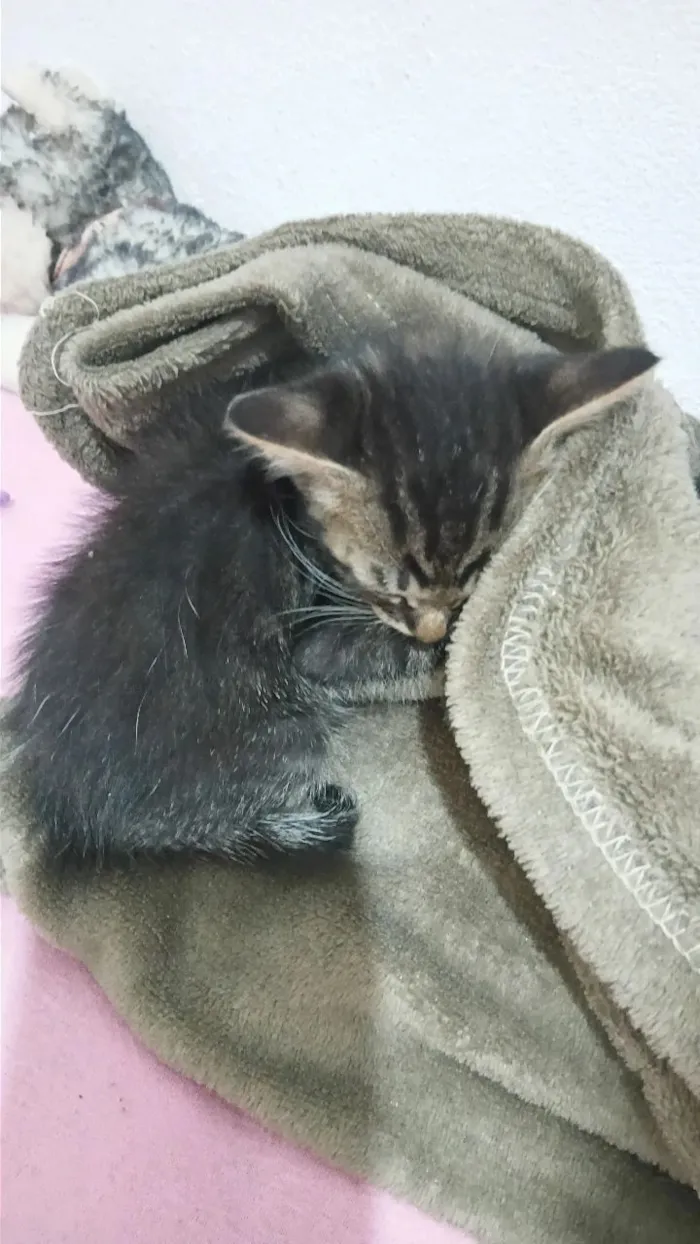 Gato raça SRD-ViraLata idade 2 a 6 meses nome Jorge 