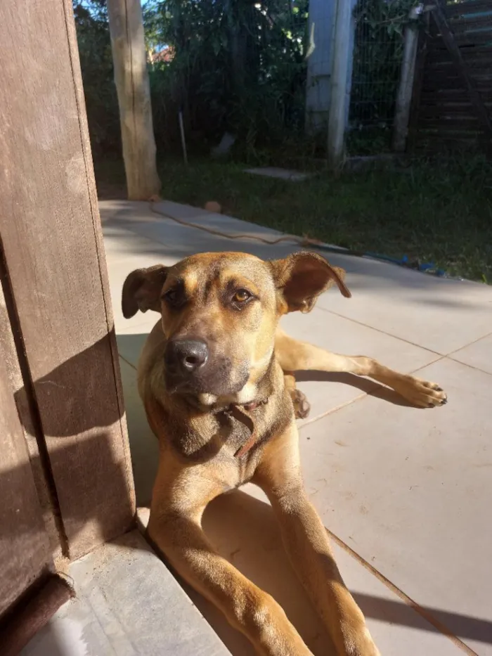 Cachorro raça SRD-ViraLata idade 7 a 11 meses nome Alfredo