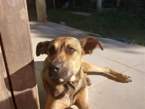 Cachorro raça SRD-ViraLata idade 7 a 11 meses nome Alfredo