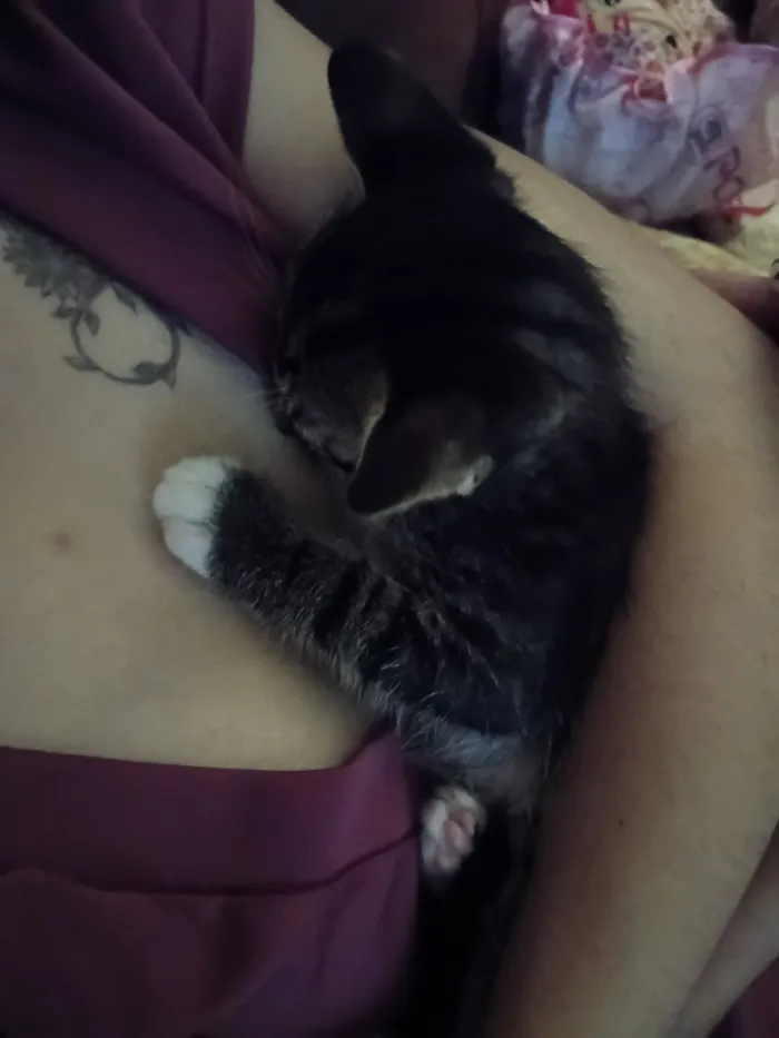 Gato raça SRD-ViraLata idade 2 a 6 meses nome Jorge 