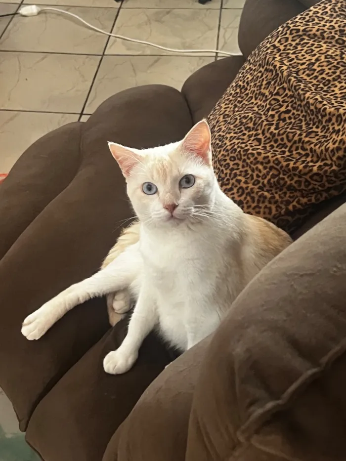 Gato raça SRD-ViraLata idade 3 anos nome Pandora 