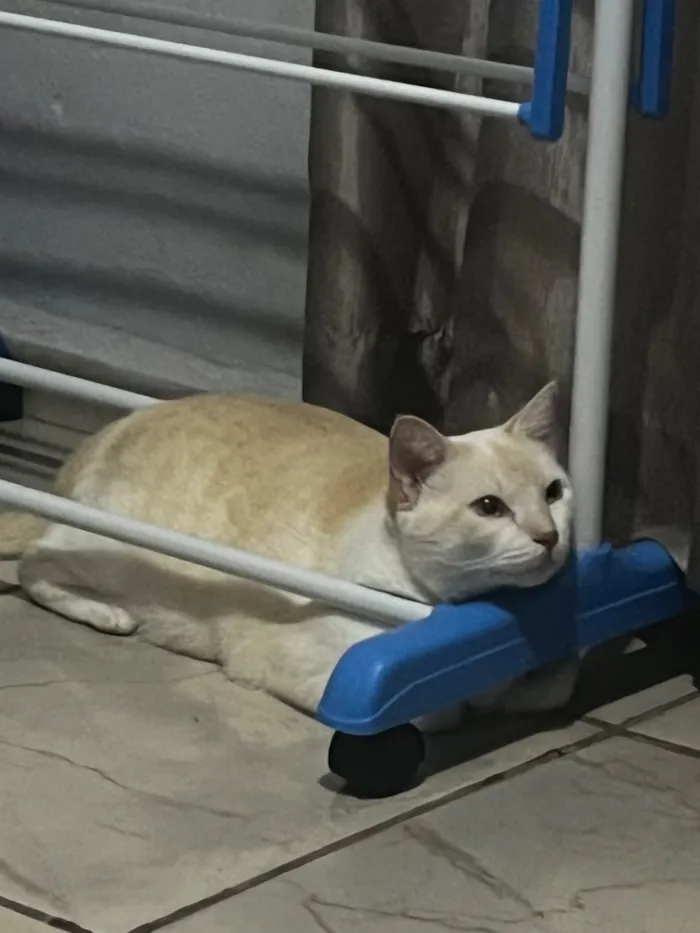 Gato raça SRD-ViraLata idade 3 anos nome Pandora 