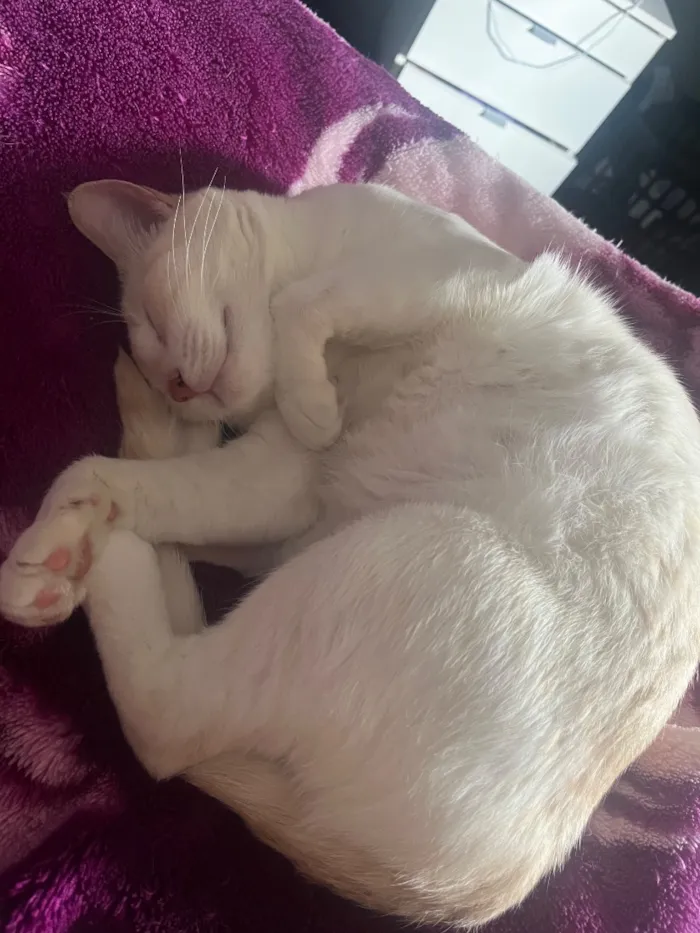 Gato raça SRD-ViraLata idade 3 anos nome Pandora 