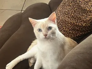 Gato raça SRD-ViraLata idade 3 anos nome Pandora 