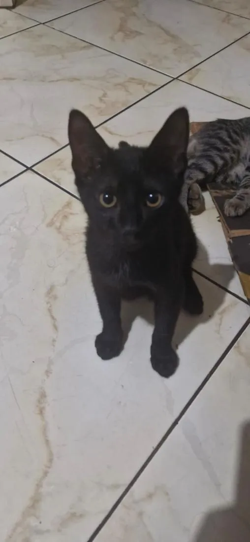 Gato raça SRD-ViraLata idade 2 a 6 meses nome Bolinhas