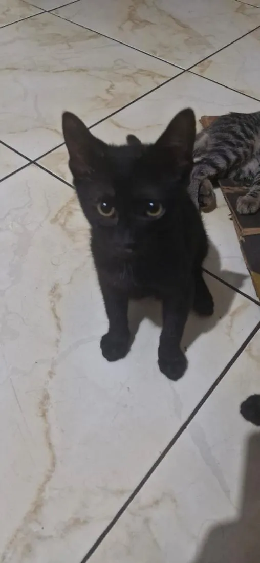 Gato raça SRD-ViraLata idade 2 a 6 meses nome Bolinhas