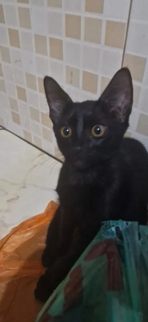 Gato raça SRD-ViraLata idade 2 a 6 meses nome Bolinhas