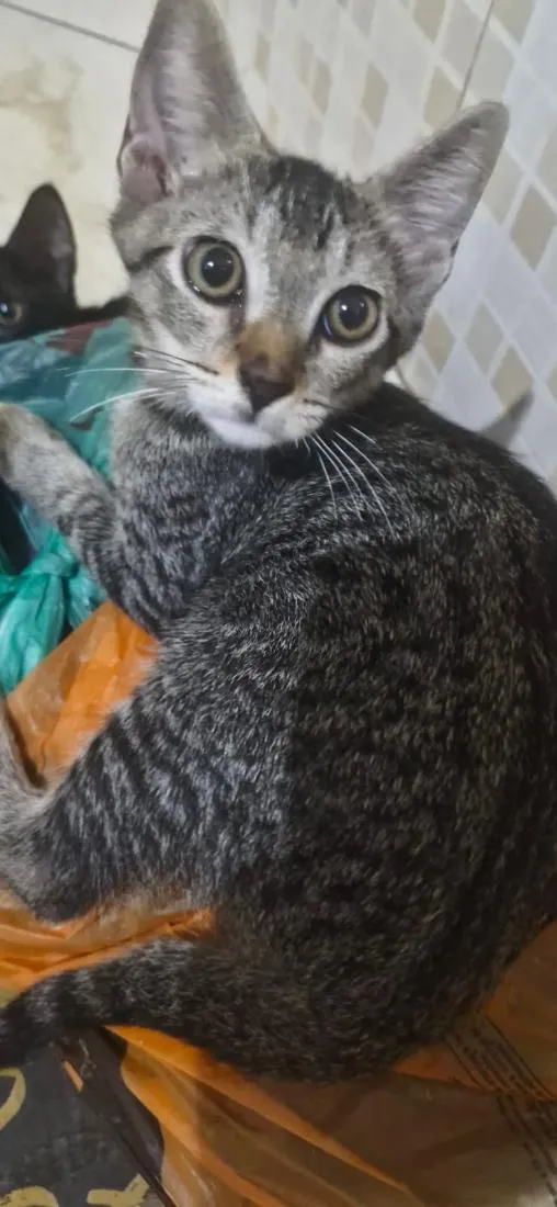 Gato raça SRD-ViraLata idade 2 a 6 meses nome Bolinhas