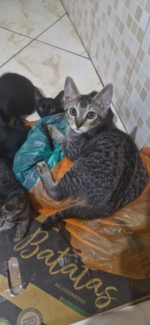 Gato raça SRD-ViraLata idade 2 a 6 meses nome Bolinhas