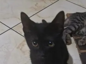 Gato raça SRD-ViraLata idade 2 a 6 meses nome Bolinhas