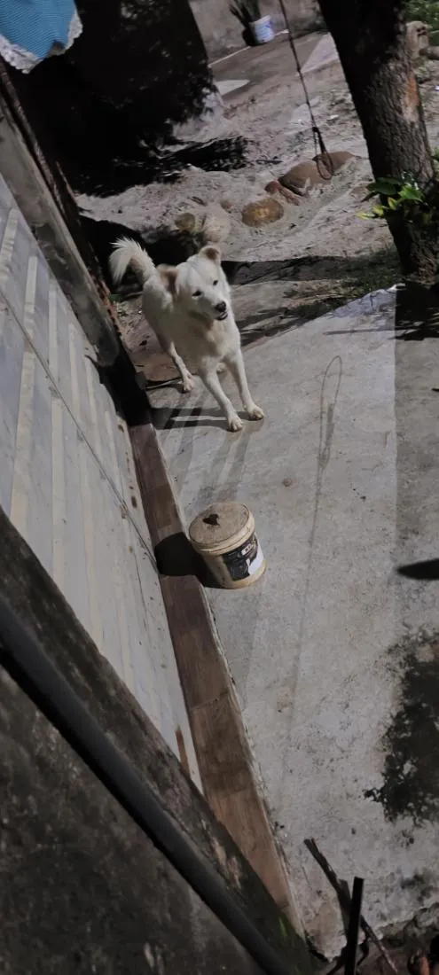 Cachorro raça SRD-ViraLata idade 1 ano nome nao sei o nome dele