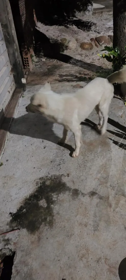 Cachorro raça SRD-ViraLata idade 1 ano nome nao sei o nome dele