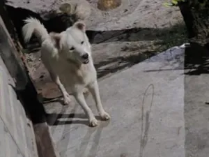 Cachorro raça SRD-ViraLata idade 1 ano nome nao sei o nome dele