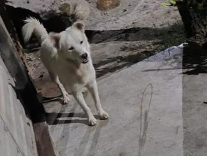 Cachorro raça SRD-ViraLata idade 1 ano nome nao sei o nome dele