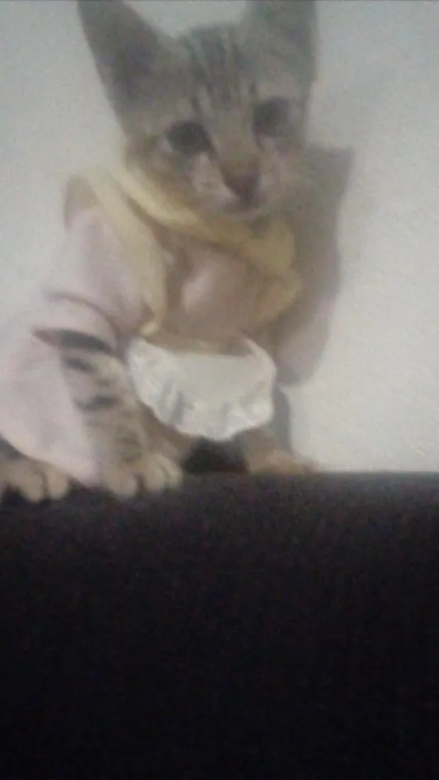 Gato raça SRD-ViraLata idade 2 a 6 meses nome Fofinho