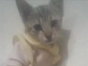 Gato raça SRD-ViraLata idade 2 a 6 meses nome Fofinho