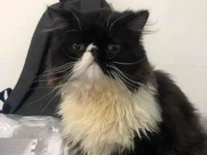 Gato raça Persa idade 4 anos nome Tony Ramos