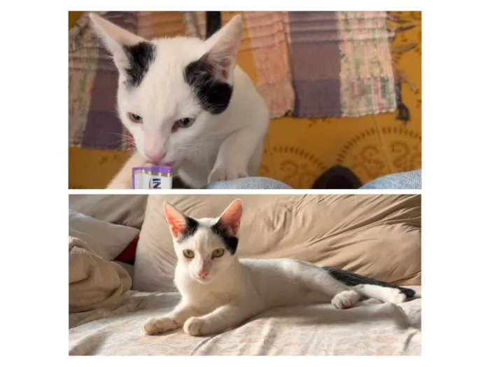 Gato raça SRD-ViraLata idade 2 a 6 meses nome Haruki