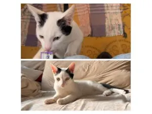 Gato raça SRD-ViraLata idade 2 a 6 meses nome Haruki