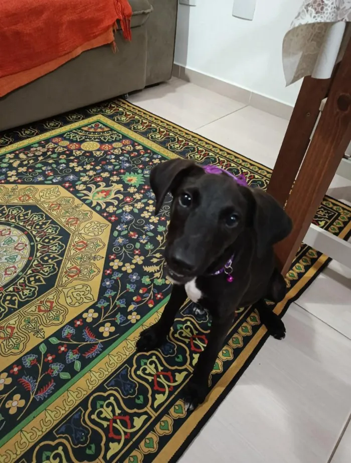 Cachorro raça SRD-ViraLata idade 2 a 6 meses nome Florinda