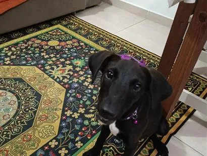 Cachorro raça SRD-ViraLata idade 2 a 6 meses nome Florinda