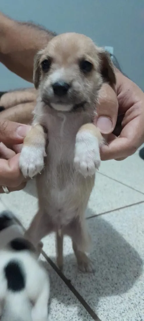 Cachorro raça SRD-ViraLata idade Abaixo de 2 meses nome (sem nome) 